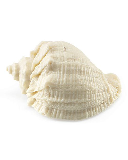 Свеча «Ракушка рапана», пчелиный воск, 10×9 см