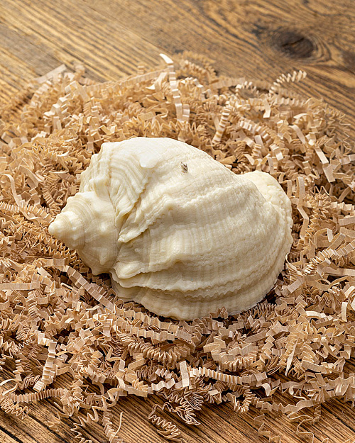 Свеча «Ракушка рапана», пчелиный воск, 10×9 см