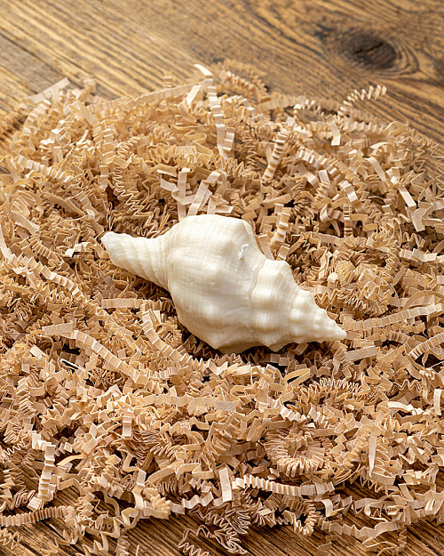 Свеча «Ракушка рог тритона», пчелиный воск, 10×5 см